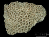 中文名:環菊珊瑚(NMNS005224-F042162)學名:Favia speciosa Dana, 1846 (NMNS005224-F042162)
