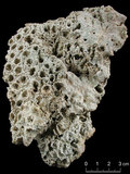 中文名:圓紋菊珊瑚(NMNS005224-F042173)學名:Favia pallida (Dana, 1846) (NMNS005224-F042173)