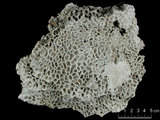 中文名:網狀角星珊瑚(NMNS005224-F042183)學名:Goniastrea retiformis (Lamarck, 1816) (NMNS005224-F042183)