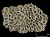 中文名:似菊角星珊瑚(NMNS005224-F042186)學名:Goniastrea favulus (Dana, 1846) (NMNS005224-F042186)
