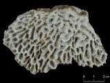 中文名:似菊角星珊瑚(NMNS005224-F042187)學名:Goniastrea favulus (Dana, 1846) (NMNS005224-F042187)