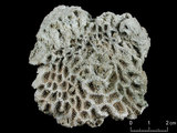 中文名:似菊角星珊瑚(NMNS005224-F042192)學名:Goniastrea favulus (Dana, 1846)(NMNS005224-F042192)