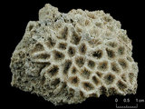 中文名:似菊角星珊瑚(NMNS005224-F042193)學名:Goniastrea favulus (Dana, 1846)(NMNS005224-F042193)