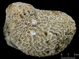 中文名:大腦紋珊瑚(NMNS0052...
