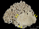 中文名:白斑柔星珊瑚(NMNS005224-F042171_1)學名:Leptastrea pruinosa Crossland, 1952(NMNS005224-F042171_1)