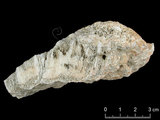 中文名:翼形角星珊瑚(NMNS005059-F041213)學名:Goniastrea pectinata (Ehrenberg, 1834) (NMNS005059-F041213)