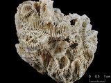 中文名:和平芭蘿珊瑚(NMNS005224-F042170)學名:Barabattoia amicorum (Edwards & Haime, 1850) (NMNS005224-F042170)