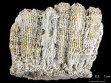 中文名:和平芭蘿珊瑚(NMNS005224-F042174)學名:Barabattoia amicorum (Edwards & Haime, 1850) (NMNS005224-F042174)