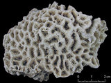 中文名:翼形角星珊瑚(NMNS005224-F042180)學名:Goniastrea pectinata (Ehrenberg, 1834) (NMNS005224-F042180)