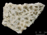 中文名:翼形角星珊瑚(NMNS005224-F042198)學名:Goniastrea pectinata (Ehrenberg, 1834) (NMNS005224-F042198)