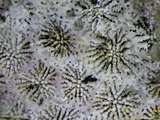 中文名:最小苔珊瑚(NMNS005224-F042232_3)學名:Micromussa diminuta Veron, 2000 (NMNS005224-F042232_3)
