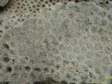 中文名:最小苔珊瑚(NMNS005224-F042232_3)學名:Micromussa diminuta Veron, 2000 (NMNS005224-F042232_3)