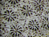 中文名:鐘形微孔珊瑚(NMNS005224-F042232)學名:Porites lutea Edwards & Haime, 1851(NMNS005224-F042232)