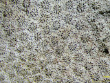 中文名:鐘形微孔珊瑚(NMNS005224-F042232)學名:Porites lutea Edwards & Haime, 1851(NMNS005224-F042232)