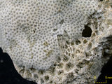 中文名:鐘形微孔珊瑚(NMNS005224-F042216_1)學名:Porites lutea Edwards & Haime, 1851(NMNS005224-F042216_1)