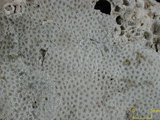 中文名:鐘形微孔珊瑚(NMNS005224-F042216_1)學名:Porites lutea Edwards & Haime, 1851(NMNS005224-F042216_1)
