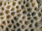 中文名:白斑柔星珊瑚(NMNS005224- F042220_1)學名:Leptastrea pruinosa Crossland, 1952(NMNS005224- F042220_1)