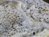 中文名:鐘形微孔珊瑚(NMNS005224- F042322_1)學名:Porites lutea Edwards & Haime, 1851(NMNS005224- F042322_1)
