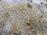 中文名:鐘形微孔珊瑚(NMNS005224- F042322_1)學名:Porites lutea Edwards & Haime, 1851(NMNS005224- F042322_1)