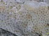 中文名:鐘形微孔珊瑚(NMNS005224- F042322_1)學名:Porites lutea Edwards & Haime, 1851(NMNS005224- F042322_1)