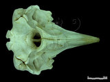 中文名:柯維氏喙鯨(000010)學名:Ziphius cavirostris(000010)中文別名:鵝嘴鯨英文名:Cuviers beaked whale