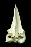 中文名:小鬚鯨(000999)學名:Balaenoptera acutorostrata(000999)英文名:minke whale
