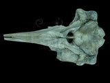 中文名:銀杏齒喙鯨(000986)學名:Mesoplodon ginkgodens(000986)英文名:Ginkgo-toothed beaked whale