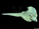 中文名:銀杏齒喙鯨(006842)學名:Mesoplodon ginkgodens(006842)英文名:Ginkgo-toothed beaked whale