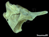 中文名:柯維氏喙鯨(005400)學名:Ziphius cavirostris(005400)中文別名:鵝嘴鯨英文名:Cuviers beaked whale