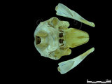 中文名:露脊鼠海豚(005359)學名:Neophocaena phocaenoides(005359)英文名:Finless propoise