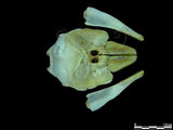 中文名:露脊鼠海豚(005359)學名:Neophocaena phocaenoides(005359)英文名:Finless propoise