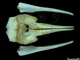 中文名:皺齒海豚(003739)學名:Steno bredanensis(003739)英文名:Rough-toothed dolphin