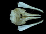 中文名:瓶鼻海豚(001298)學名:Tursiops truncatus(001298)英文名:Bottlenose dolphin
