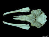 中文名:瓶鼻海豚(002376)學名:Tursiops truncatus(002376)英文名:Bottlenose dolphin