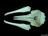 中文名:瓶鼻海豚(002376)學名:Tursiops truncatus(002376)英文名:Bottlenose dolphin