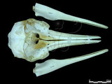 中文名:熱帶斑海豚(003738)學名:Stenella attenuata(003738)
