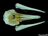 中文名:熱帶斑海豚(004529)學名:Stenella attenuata(004529)