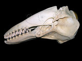 中文名:偽虎鯨(004401)學名:Pseudorca crassidens(004401)英文名:false-killer whale