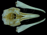 中文名:南方瓶鼻海豚(002380)學名:Tursiops aduncus(002380)英文名:Bottle-nosed Dolphin