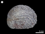 中文名:扁舟螺(NMNS000334-F000527)學名:Crepidula gravispinosus(NMNS000334-F000527)