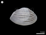 中文名:籃蛤(NMNS000334-F000470)學名:Corbula taiwanensis Nomura, 1933(NMNS000334-F000470)