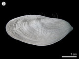 中文名:開腹蛤(NMNS000456-F001949)學名:Gastrochaena cuneiformis Spengler, 1783(NMNS000456-F001949)