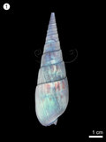 中文名:筍螺(NMNS000334-F001369)學名:Terebra maculata(NMNS000334-F001369)