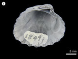 中文名:簾鳥蛤(NMNS000456-F001849)學名:Venericardia granulicostata Nomura, 1933(NMNS000456-F001849)