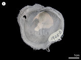 中文名:猿頭蛤(NMNS000456-F001925)學名:Chama reflexa Reeve, 1847(NMNS000456-F001925)