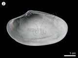 中文名:巴非蛤(NMNS000334-F000663)學名:Paphia undulata (Bron, 1778)(NMNS000334-F000663)