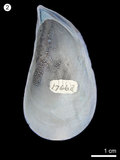 中文名:隔貽貝(NMNS000456-F001766)學名:Septifer bilocularis(Linnaeus ,1758)(NMNS000456-F001766)