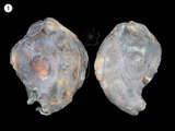 中文名:巨牡蠣(NMNS000334-F000620)學名:Crassostrea gigas (Thunberg, 1793)(NMNS000334-F000620)