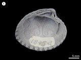 中文名:簾鳥蛤(NMNS000456-F001845)學名:Venericardia crenulicostata Nomura, 1933(NMNS000456-F001845)