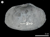 中文名:蒴蛤(NMNS000456-F000806)學名:Asaphis dichotoma (Anton, 1839)(NMNS000456-F000806)